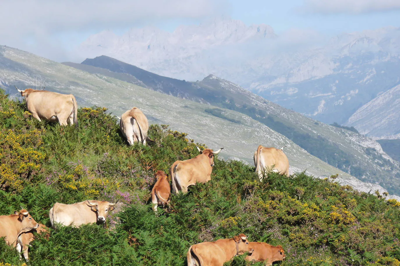 Ganado, en la collada de Taranes