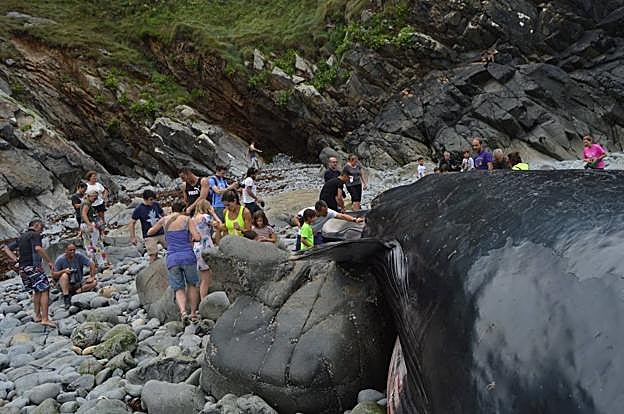 A Tapia de Casariego, a ver la ballena