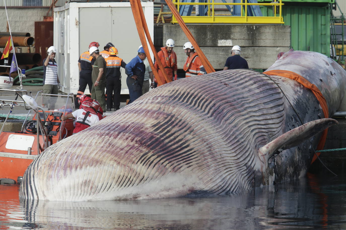Fotos: Complicado rescate de la ballena en el puerto de Navia