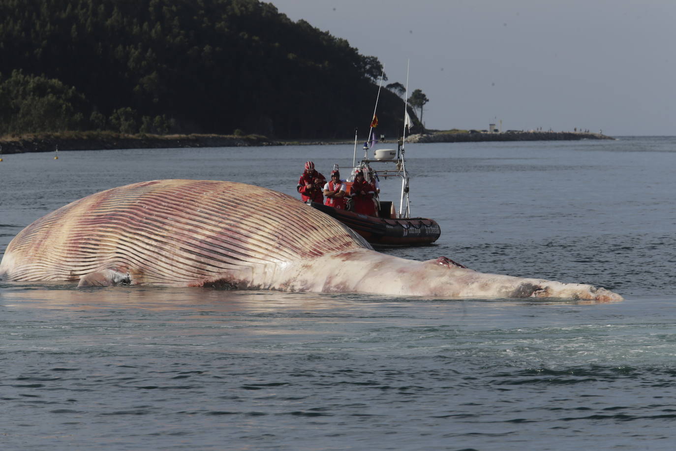 Fotos: Complicado rescate de la ballena en el puerto de Navia