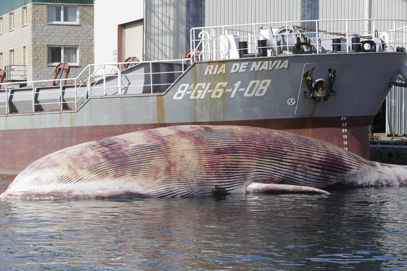 Fotos: Complicado rescate de la ballena en el puerto de Navia