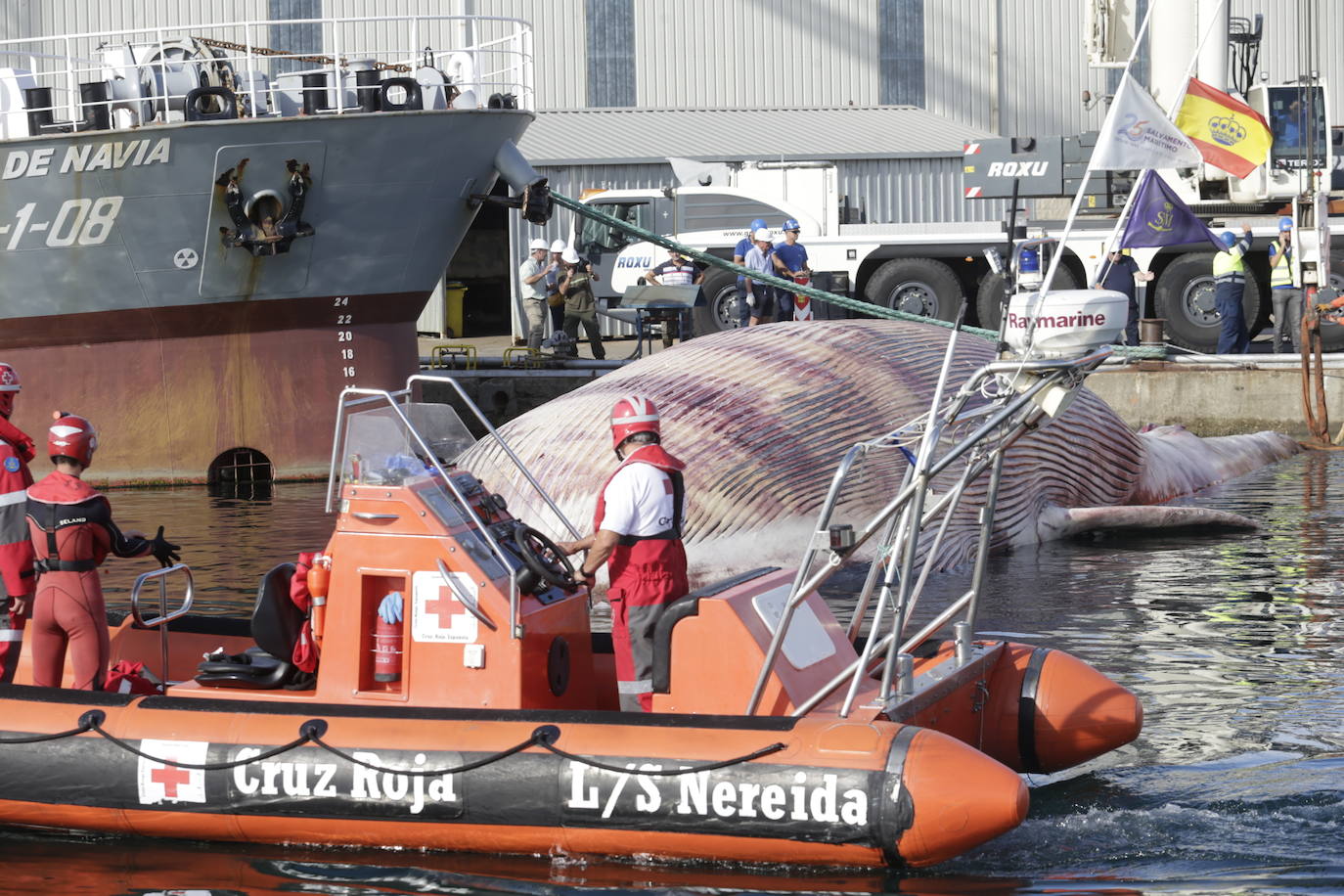 Fotos: Complicado rescate de la ballena en el puerto de Navia