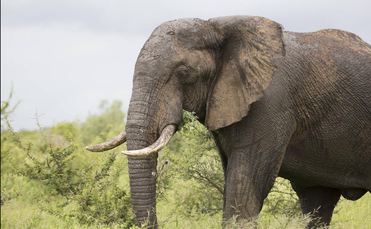 En libertad la turista española detenida en Kenia por llevar una pulsera de marfil