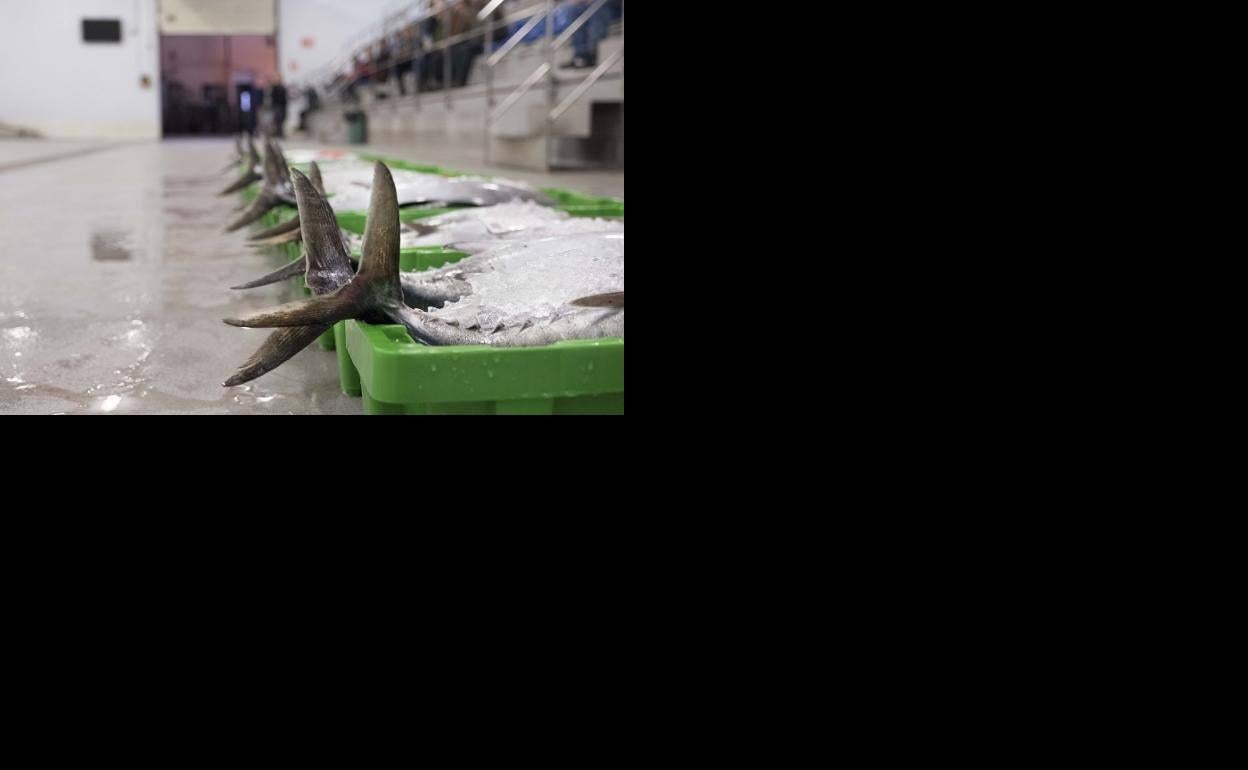 El 27 de agosto cierra la campaña del bonito