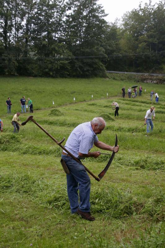 Cientos de personas disfrutaron en Benia de Onís de los concursos de siega, cabruñu y sábanu, así como la carrera en madreñes, en la Fiesta del Segador. 