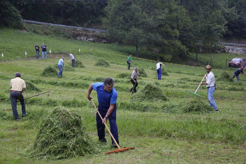 Cientos de personas disfrutaron en Benia de Onís de los concursos de siega, cabruñu y sábanu, así como la carrera en madreñes, en la Fiesta del Segador. 