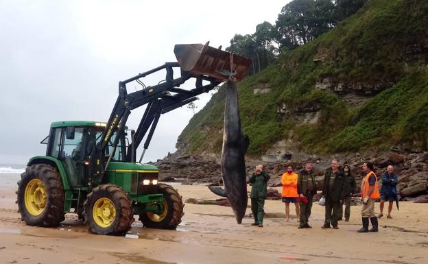 Retiran un delfín muerto de playa España, en Villaviciosa