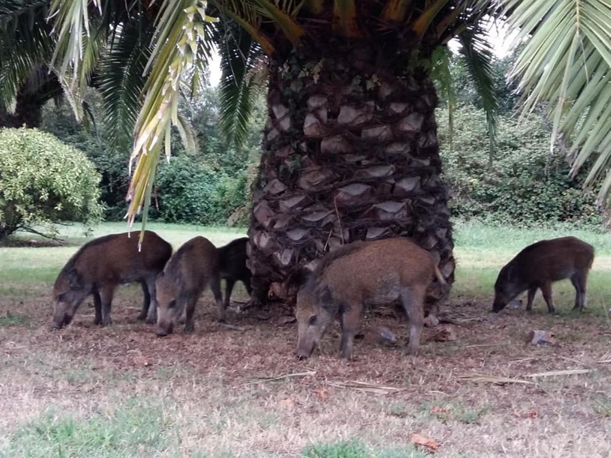 Los jabalíes se acercaron esta semana a la calle Piñole. 