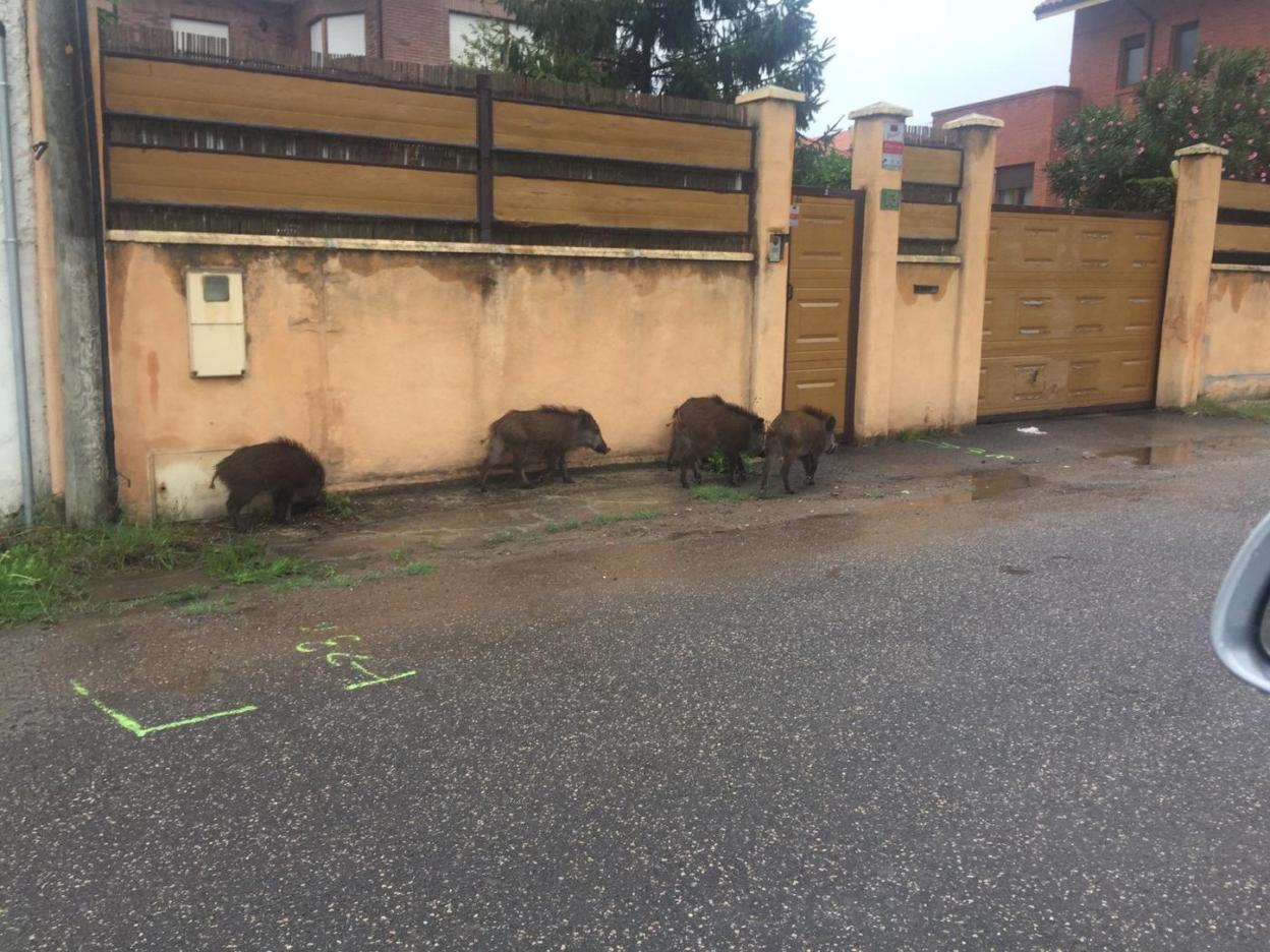 Una de las últimas incursiones de los jabalíes fue en la calle Madreselva y alrededores. 