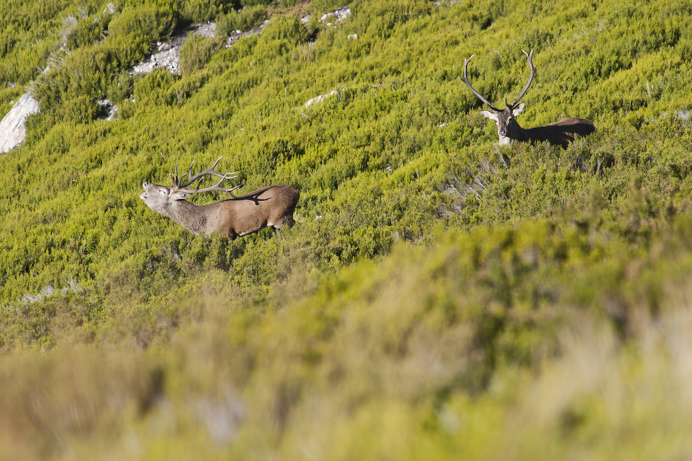 Disfrutar del espectáculo visual y sonoro de la berrea, del andar de los osos entre la vegetación teñida de ocre o del vuelo de especies como el quebrantahuesos son algunas de las propuestas para disfrutar de la naturaleza en otoño, tanto en Asturias como en otras comundiades. Una de las más populares se da en concejos como Aller, donde se pueden hacer rutas guiadas que permiten disfrutar de esta singular sinfonía de los venados.