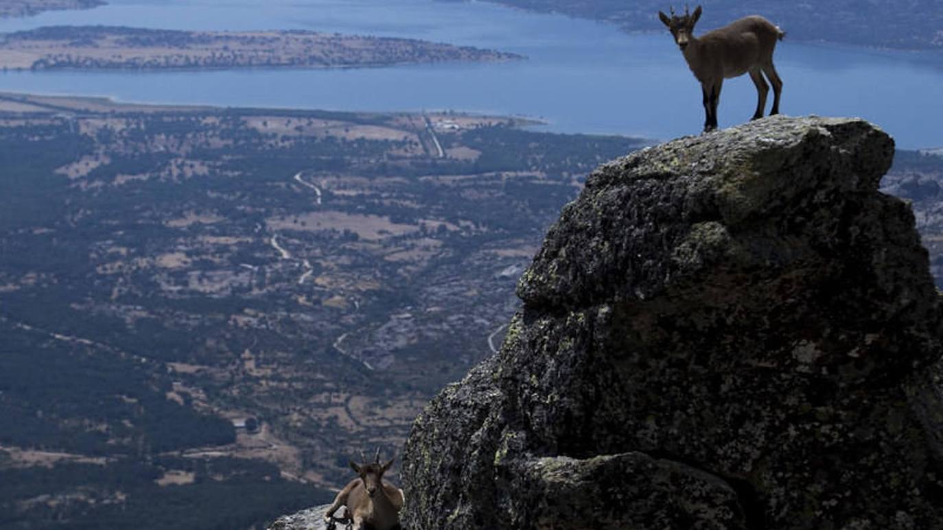 La sierra madrileña de Guadarrama Madrid es otro enclave con una gran diversidad faunística. Se cuentan más de 130 especies de aves y más de medio centenar de mamíferos como la liebre ibérica, el topillo lusitánico, la musaraña ibérica o el topo ibérico.