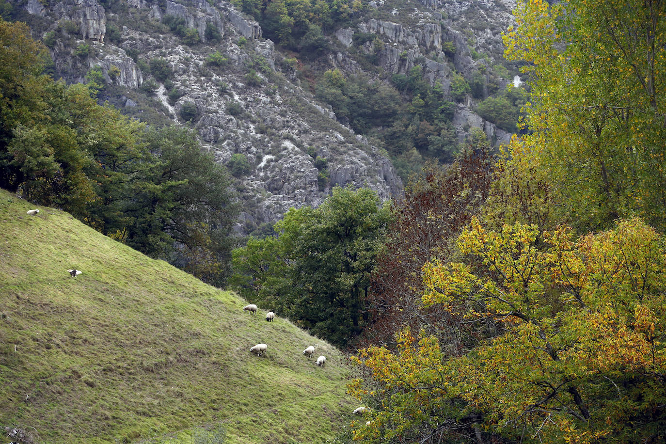 Un paseo por la Reserva Natural de Muniellos, el mayor robledal de España y uno de los mejor conservados de Europa, es toda una sensación para los sentidos. Osos, corzos, lobos y el casi extinto urogallo tienen su hábitat en este paisaje, cuyo acceso requiere autorización previa.
