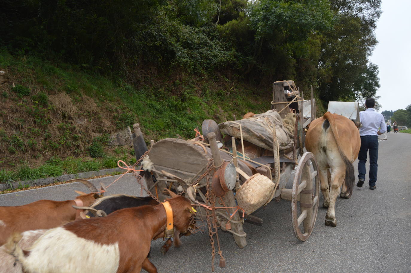 La fiesta de la trashumancia llena el alto de la Casa del Puerto, en Tineo, para recordar el pasado vaqueiro del concejo. Fue Danessa García, la Reina del festejo, quien encabezó la comitiva que partiió desde la braña de Las Tabiernas, seguida de los bueyes y los enseres que acompañaban a los trashumantes en su bajada del monte tras el estío. 