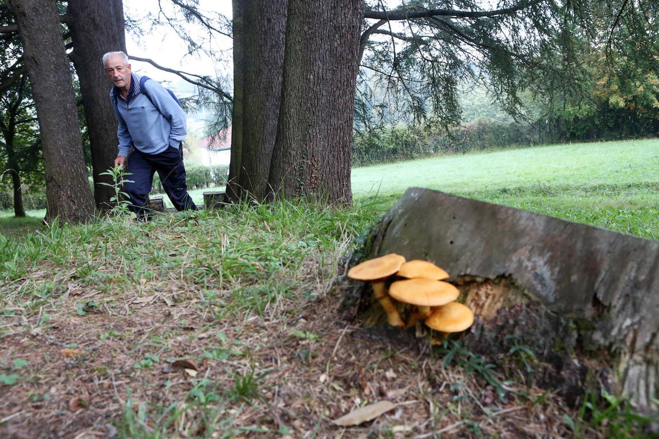 La Acebera (Lugones)