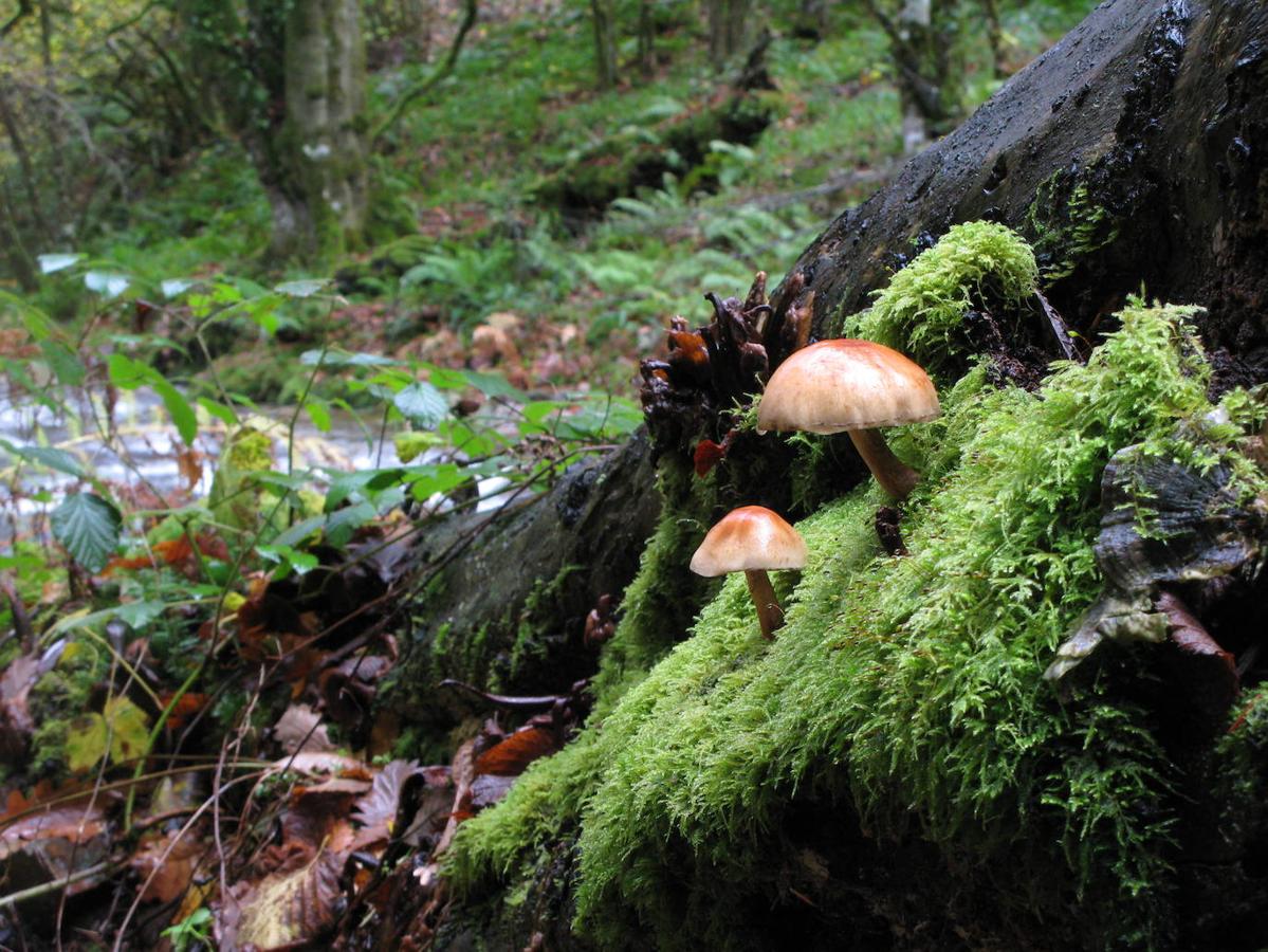 Reserva Natural Integral de Muniellos