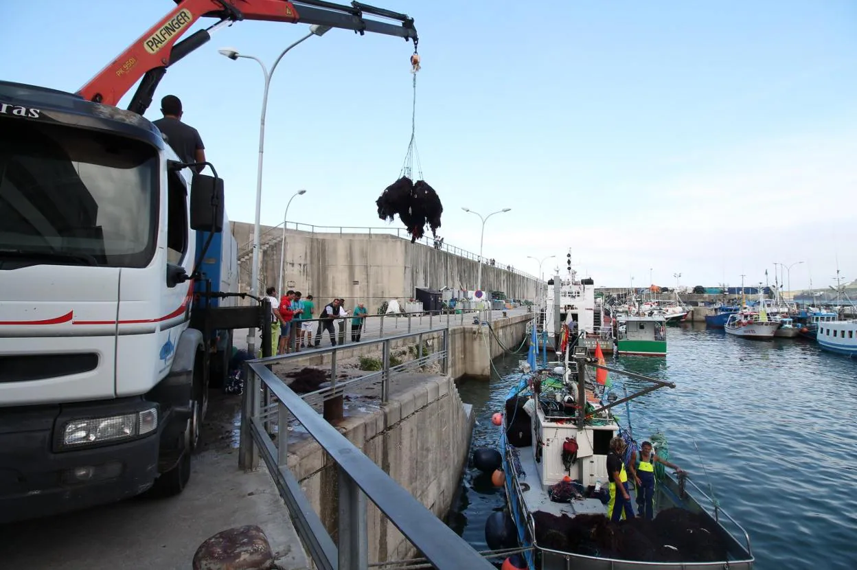 Los profesionales descargan el ocle desde uno de los barcos que ayer salieron a faenar, en el puerto de Llanes. 