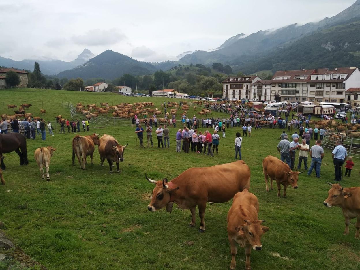 Las vacas, en el prao de San Román. 