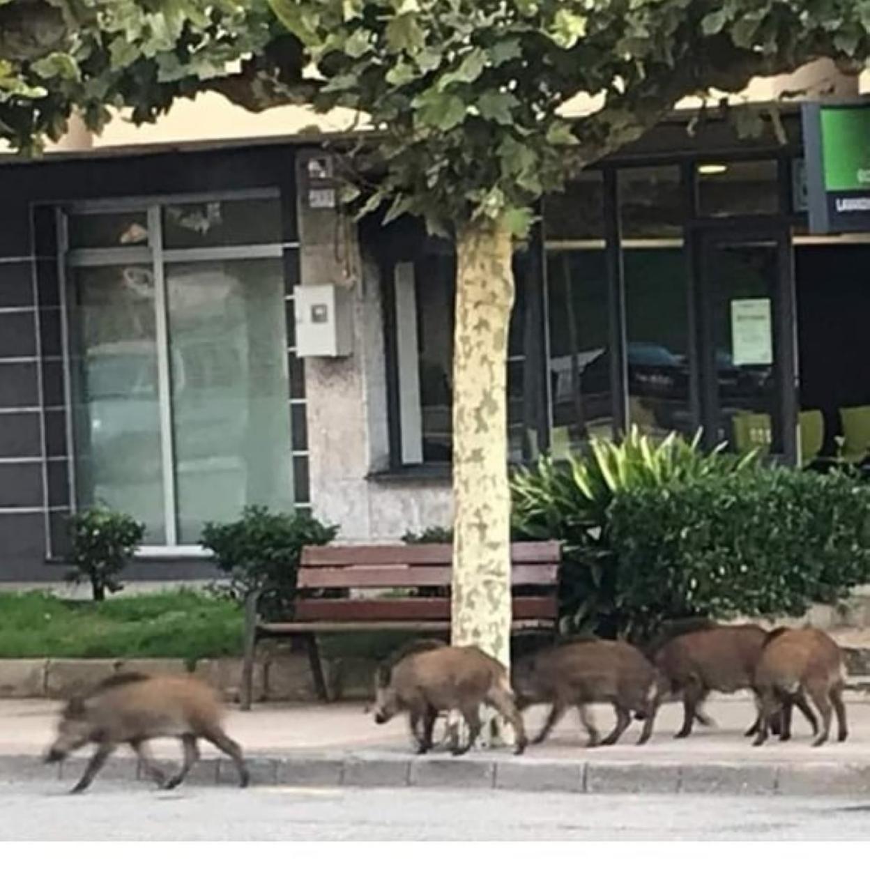 Los cinco jabatos campan a sus anchas por la céntrica calle de Luis Treillard. 
