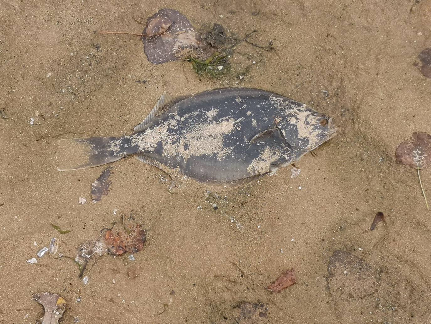 Uno de los peces que apareció muerto ayer en el Piles. 