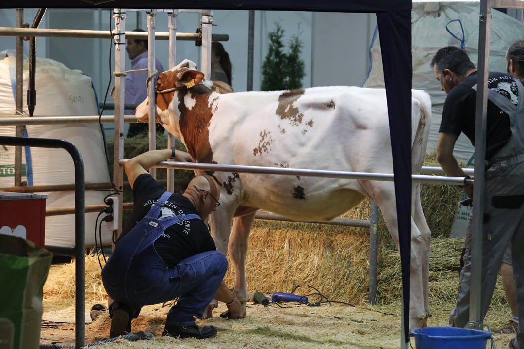 La Feria del Campo y las Industrias Agrícolas, Ganaderas, Forestales y Pesqueras (Agropec) se celebra en el recinto ferial Luis Adaro de Gijón hasta el domingo.