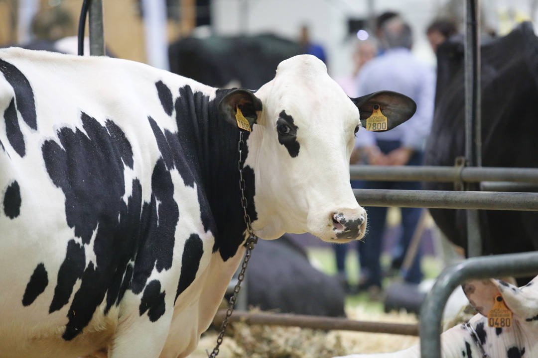 La Feria del Campo y las Industrias Agrícolas, Ganaderas, Forestales y Pesqueras (Agropec) se celebra en el recinto ferial Luis Adaro de Gijón hasta el domingo.