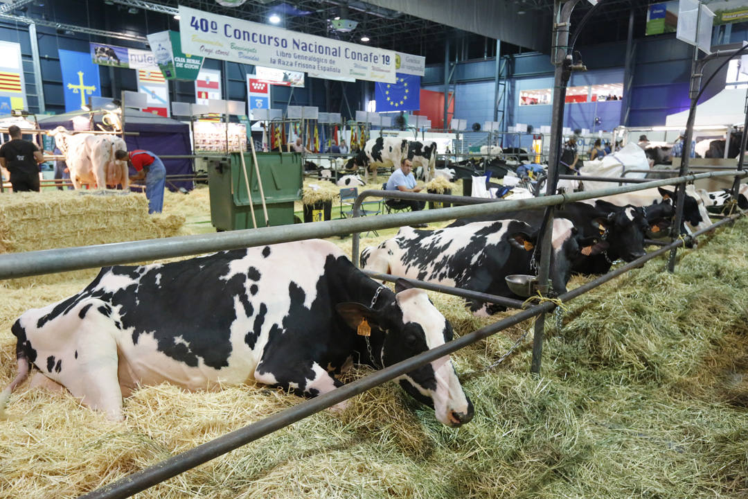 La Feria del Campo y las Industrias Agrícolas, Ganaderas, Forestales y Pesqueras (Agropec) se celebra en el recinto ferial Luis Adaro de Gijón hasta el domingo.