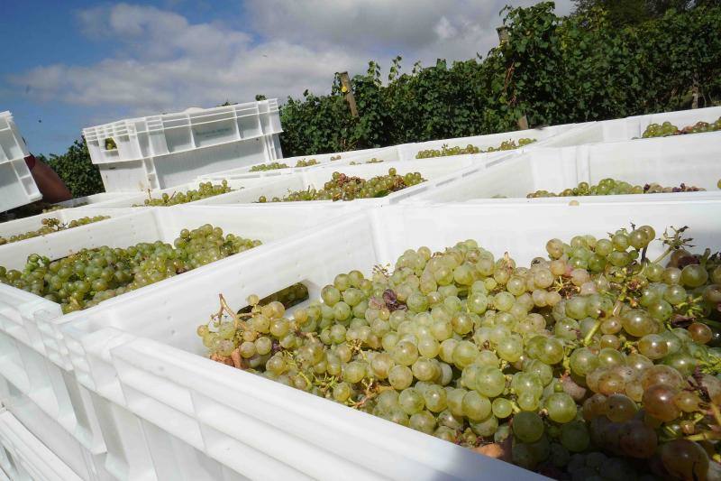 Fotos: Cinco toneladas de uva parraguesa