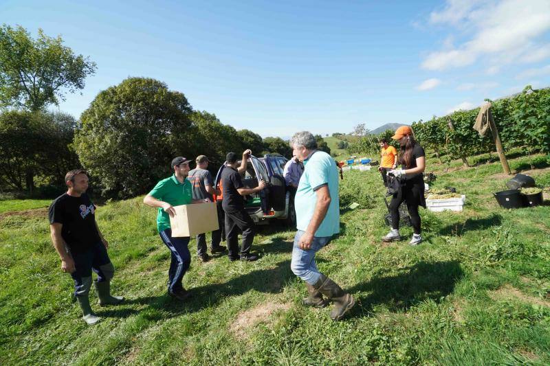 Fotos: Cinco toneladas de uva parraguesa