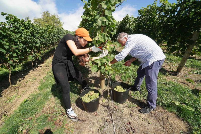 Fotos: Cinco toneladas de uva parraguesa