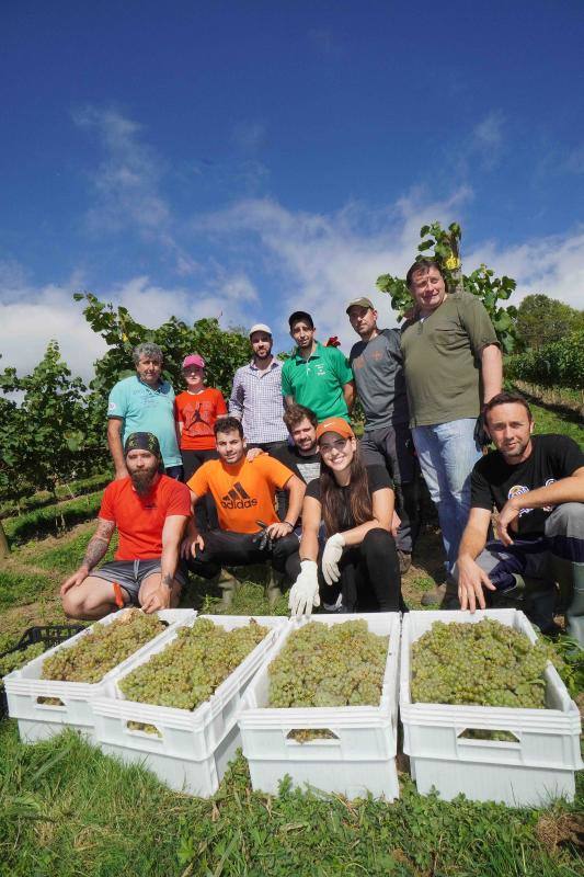 Fotos: Cinco toneladas de uva parraguesa