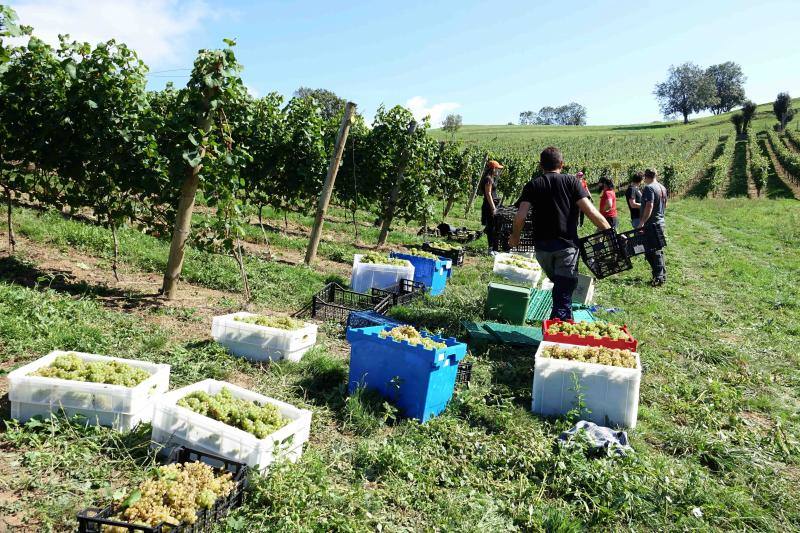 Fotos: Cinco toneladas de uva parraguesa