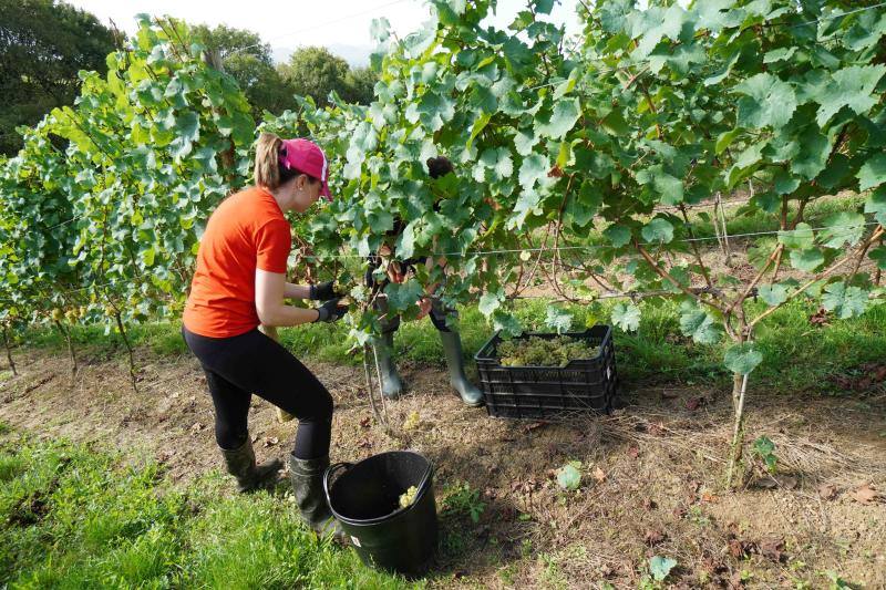 Fotos: Cinco toneladas de uva parraguesa
