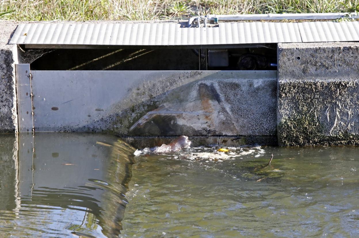 Estado del río Piles este fin de semana en uno de los puntos analizados. 