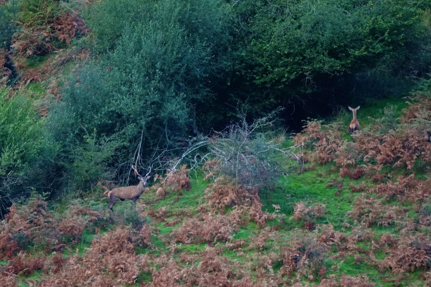 Con la entrada en el otoño, los bosques descubren sus secretos, los salmones intentan remontar los ríos y comienza la berrea