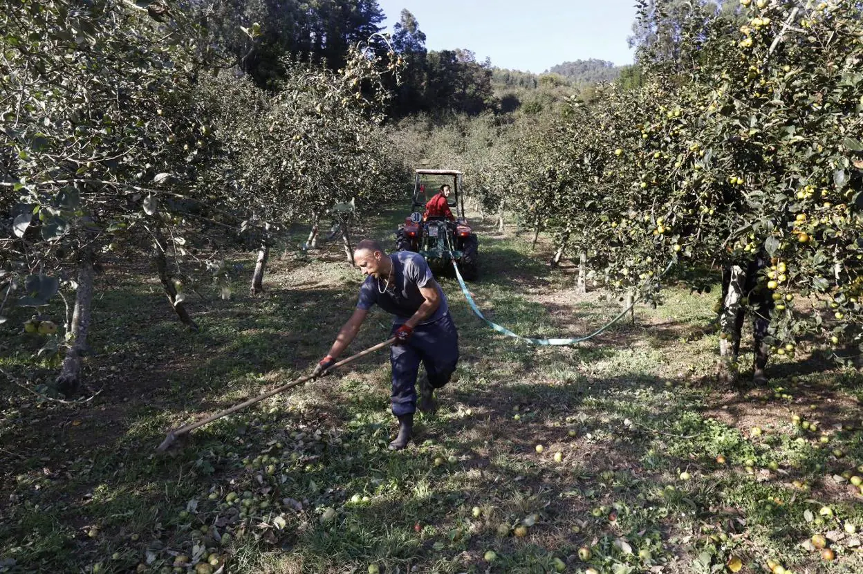 Recolección de manzanas en las pomaradas de Maximino Miyar -en el tractor-, en Rozaes, en el concejo de Villaviciosa. 