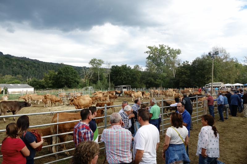 Más de 1.500 cabezas de ganado se han presentado en la feria de Santa Teresa de Infiesto, un certamen con gran ambiente que no ha conseguido importantes ventas.