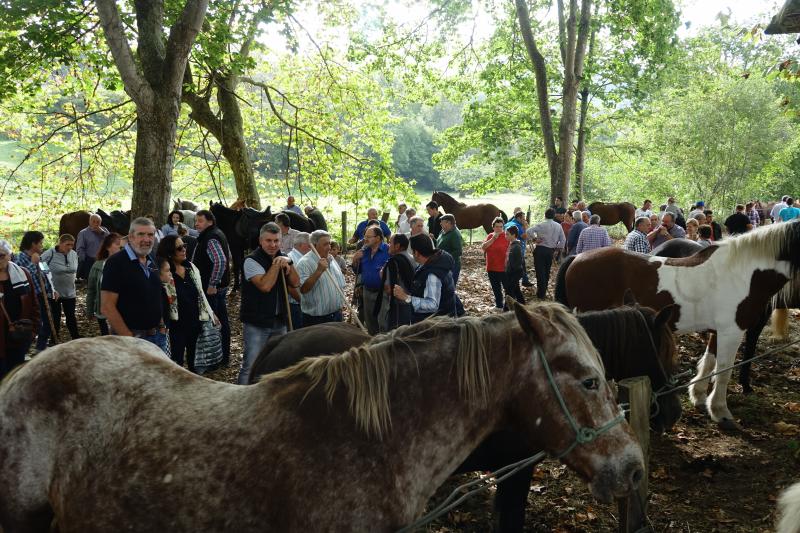 Más de 1.500 cabezas de ganado se han presentado en la feria de Santa Teresa de Infiesto, un certamen con gran ambiente que no ha conseguido importantes ventas.