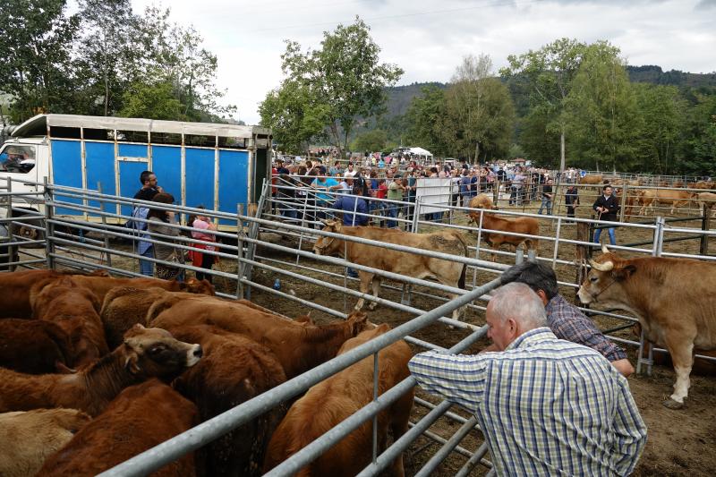 Más de 1.500 cabezas de ganado se han presentado en la feria de Santa Teresa de Infiesto, un certamen con gran ambiente que no ha conseguido importantes ventas.