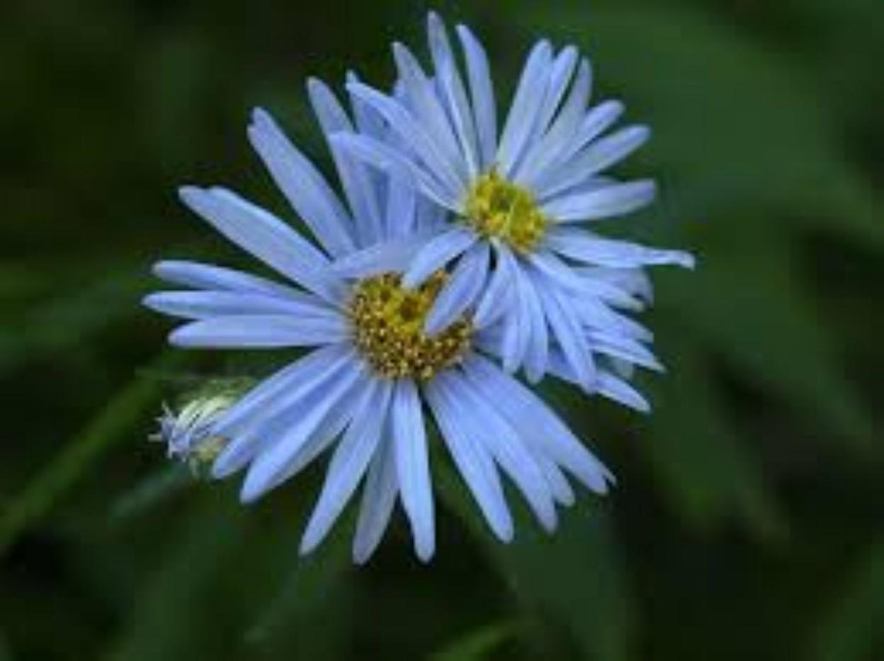 La 'Estrella de los Pirineos' ('Aster Pyrenaeus'). 