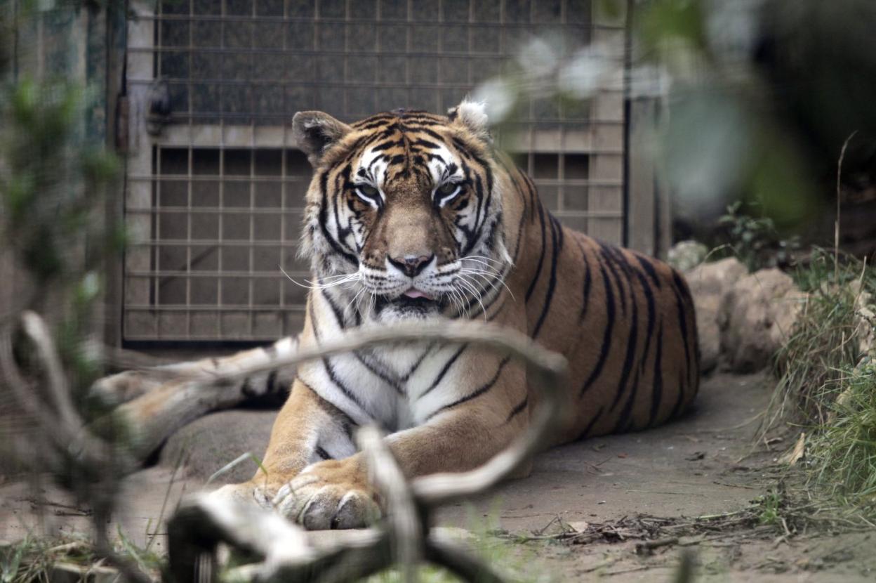 'Diana', una de las dos tigresas de bengala que llegaron hace un año al zoo El Bosque, fallece tras no superar un cáncer de mama. 