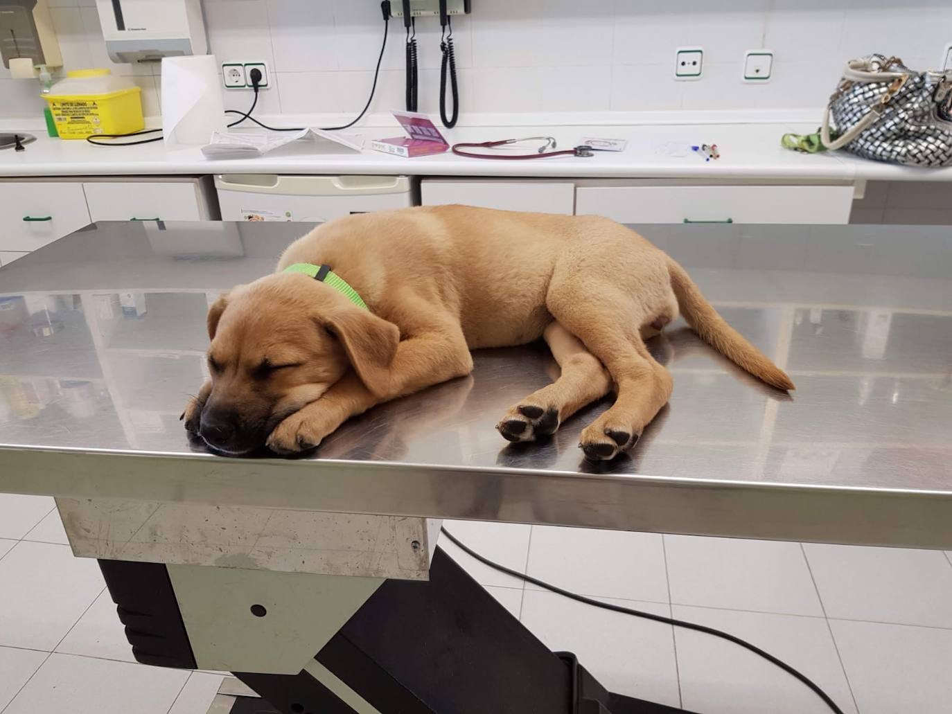 El recinto ferial Luis Adaro de Gijón acoge este fin de semana la feria más esperada por los aficionados a los animales de compañía. Espacio Mascotas dará la opción a los visitantes de adoptar alguno de estos animales. Maca, 5 meses.