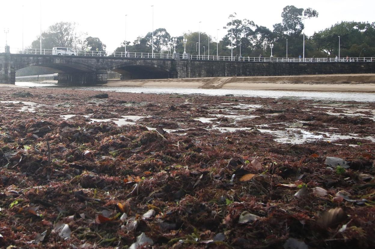 Restos de ocle arrastrado por la marea con los que amaneció el arenal de San Lorenzo. 
