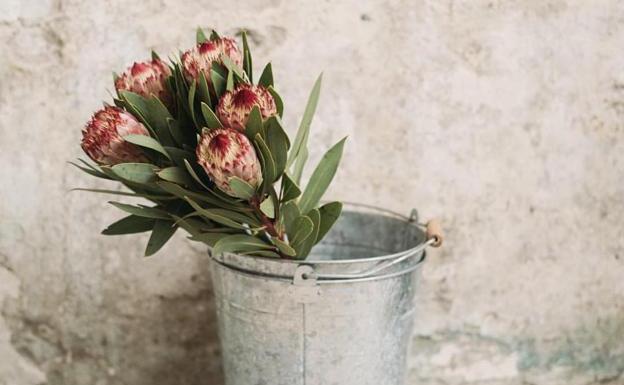 Proteas, elegantes protagonistas de la estación.