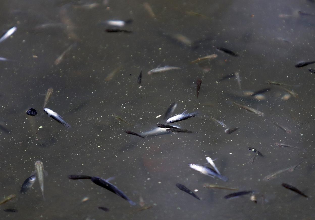Aspecto que presentaba el agua del canal de El Molín, plagada de pequeños peces muertos. 