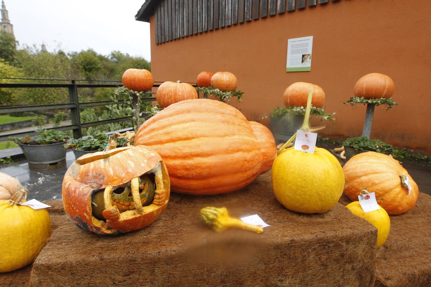 El Jardín Botánico de Gijón ha vuelto a ser escenario de una nueva edición del concurso 'Calabazas y Calaveras'. La más grande, la más rara o la tradicional han tenido su reconocimiento.
