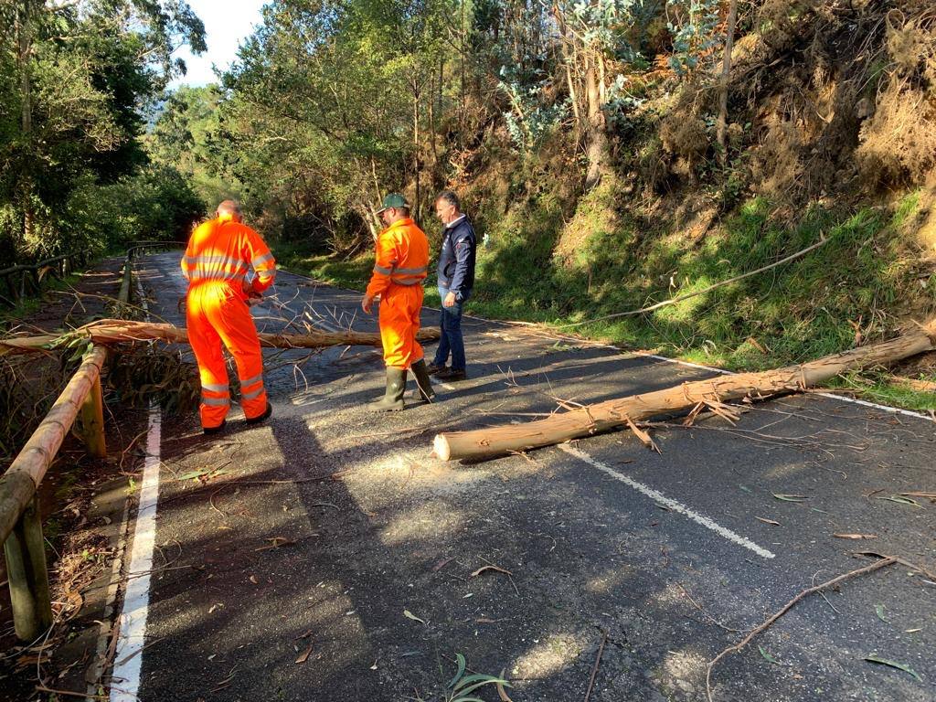 Operarios del Ayuntamiento de Llanes retiran ramas de una carretera.