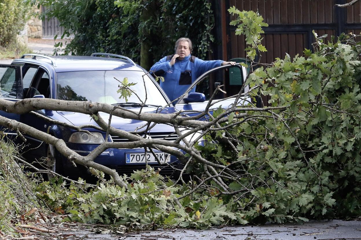 Un árbol caído cortó el camino de los Castaños, en Gijón. 