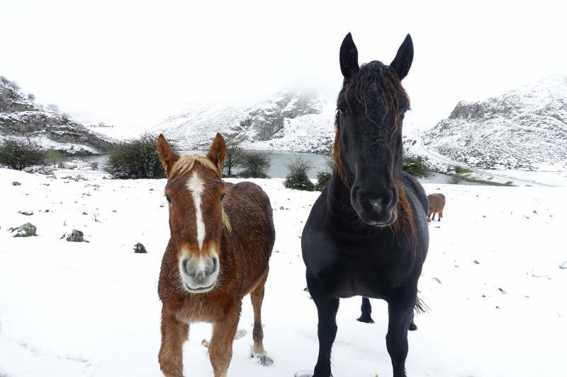 El enclave más visitado de los Picos de Europa ha amanecido hoy cubierto de un manto blanco, con varios centímetros acumulados en el entorno del Ercina, suficientes para atraer a viajeros de distintos puntos de España