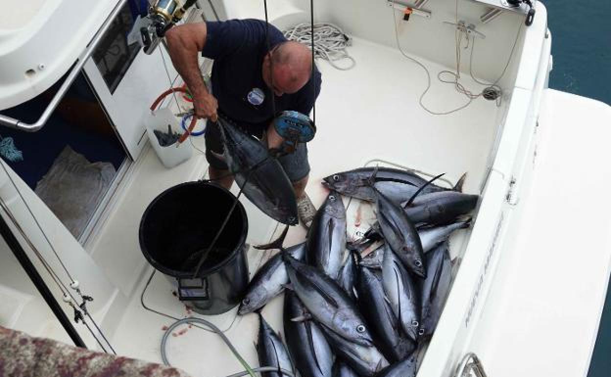 Pesca reabre la costera del bonito 74 días después del cierre