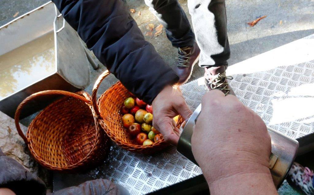 Sidra desde pequeños